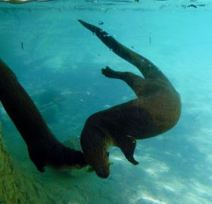 North American River Otters Dickerson Park Zoo Springfield Missouri