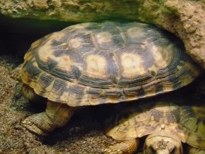 Pancake Tortoise Dickerson Park Zoo Springfield Missouri