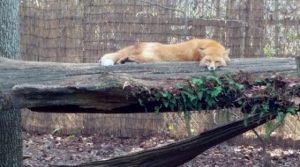 Red Fox Audubon Zoo New Orleans Louisiana