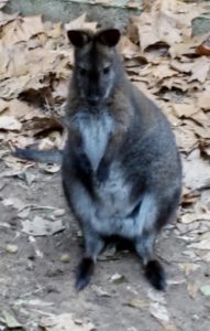 Red-necked Wallaby Alexandria Zoo Alexandria Louisiana