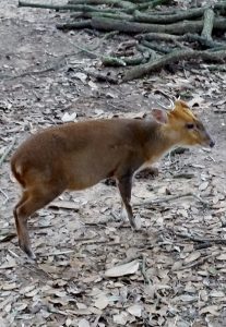 Reeve's Muntjac Alexandria Zoo Alexandria Louisiana