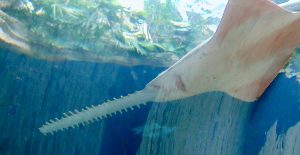 Sawfish Shark Dallas World Aquarium Dallas Texas