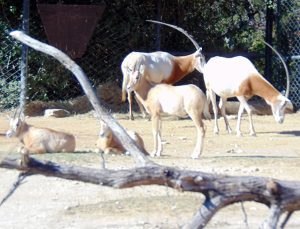 Scimitar Horned Oryx Dallas Zoo Dallas Texas