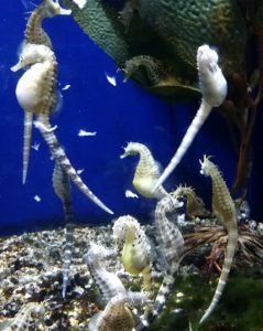 Seahorses Audubon Aquarium of the Americas New Orleans Louisiana