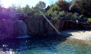 Simmon's Hippo Outpost Dallas Zoo Dallas Texas