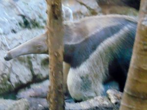 South American Giant Anteater Dallas World Aquarium Dallas Texas