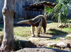 South American Giant Anteater Dallas Zoo Dallas Texas