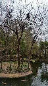 Spider Monkey Island Alexandria Zoo Alexandria Louisiana