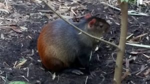 St. Vincent Agouti Audubon Zoo New Orleans Louisiana