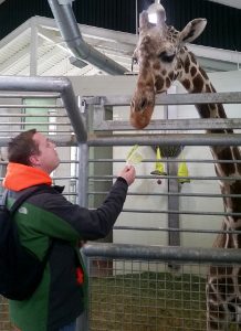 Steve Feeding Giraffe indoor viewing building Cheyenne Mountain Zoo Colorado Springs Colorado