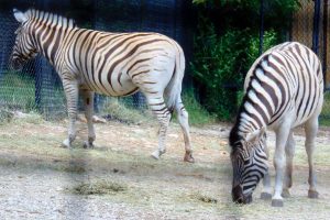 Zebra Dickerson Park Zoo Springfield Missouri