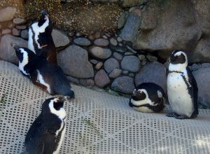 African Black-footed Penguins