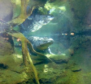 American Alligator