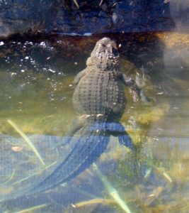 American Alligator