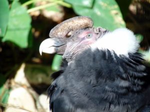 Andean Condor