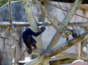 Bonobo in Outdoor Habitat