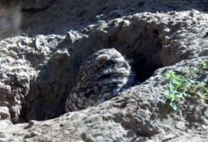 Burrowing Owl