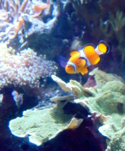 Clown Fish