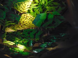 Flooded Forest Exhibit Ceiling