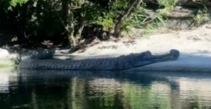 Gharial MOLA