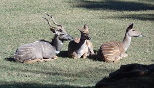 Lesser Kudu