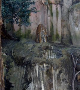 Malayan Tiger Asian Falls