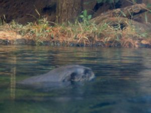 North American River Otter