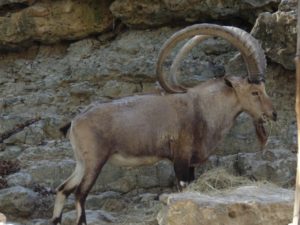 Nubian Ibex