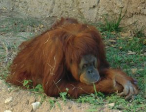 Orangutan World of Primates