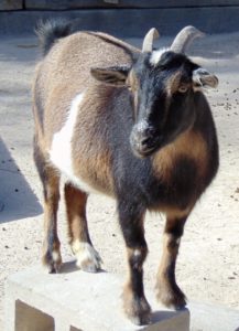 Pygmy Goat