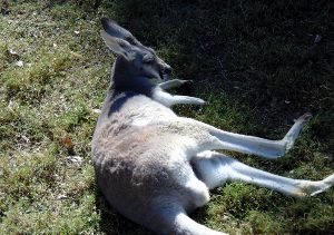 Red Kangaroo