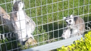 Ringtail Lemurs