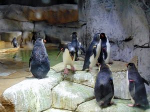 Rockerhooper Penguins