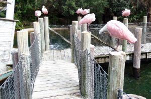 Rosette Spoonbills