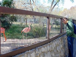 Steve & Flamingos Talking