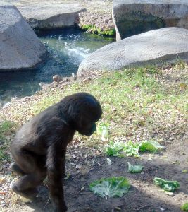 Western Lowland Gorilla