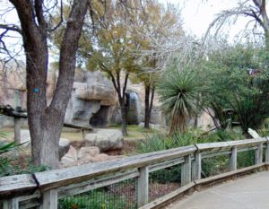 Western Lowland Gorilla Habitat