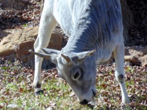 Miniature Zebu