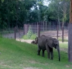 African Elephant