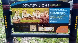 African Lion Idenification Educational Sign