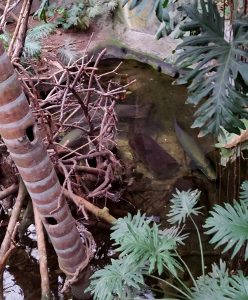 Arapaima Lied Jungle