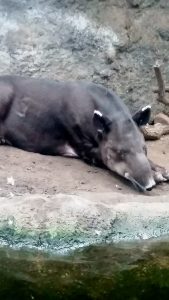 Baird's Tapir Lied Jungle