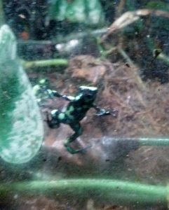 Black & Green Poison Dart Frog