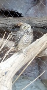 Burrowing Owl Desert Dome