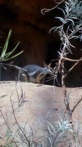 Bush-tailed Rock Wallaby Desert Dome