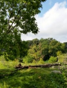 Cheetah Habitat Overlook