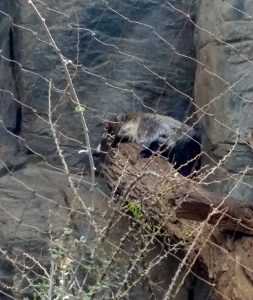 Coati Desert Dome