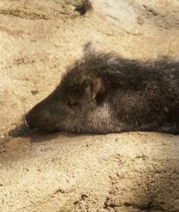 Collered Peccary Desert Dome