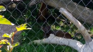 Fossa Madagascar