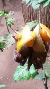 Fruit Bats Lied Jungle